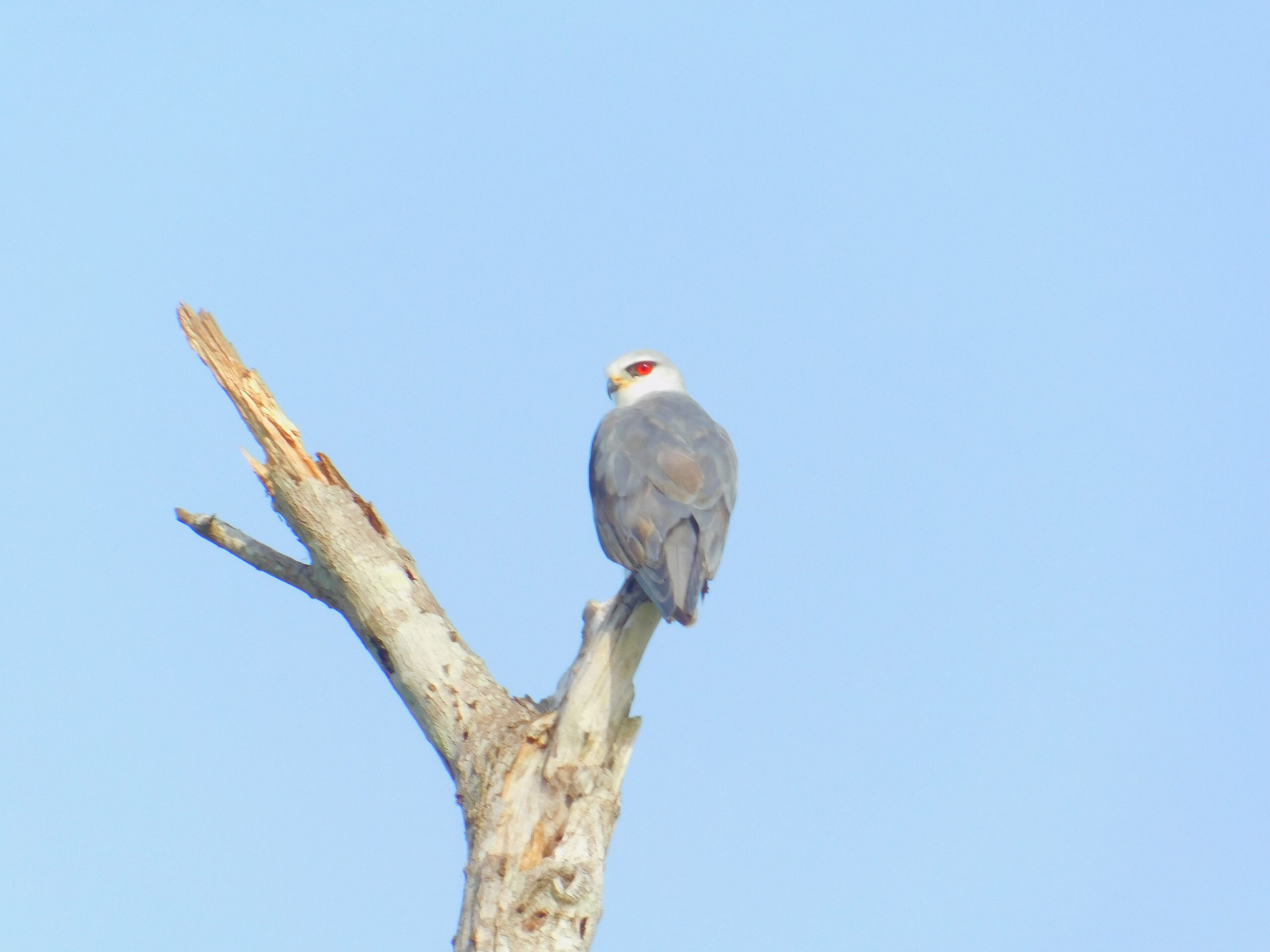 Suivi écologique des oiseaux à Lokossa