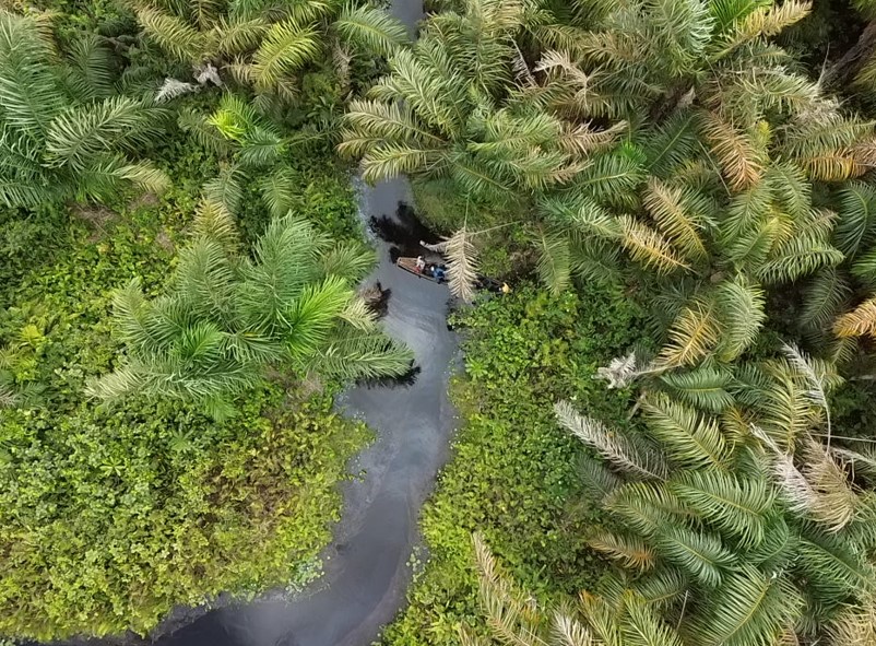 Et si cette zone marécageuse à raphia devenait un hotspot de biodiversité?